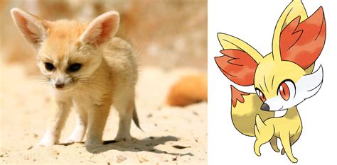 fennekin fox|Fennec fox .